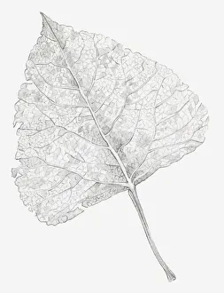 Black and white illustration of a skeletonized leaf, exposing the leaf veins Black and white illustration of a skeletonized leaf, exposing the leaf veins