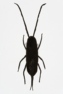 Black and white illustration of Springtail (Collembola) Black and white illustration of Springtail (Collembola)