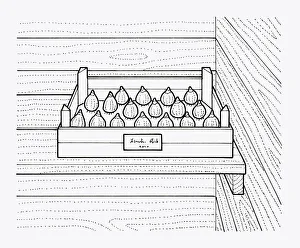 Black and white illustration of storing bulbs in tray inside shed, labelled with date and type of bu Black and white illustration of storing bulbs in tray inside shed, labelled with date and type of bu