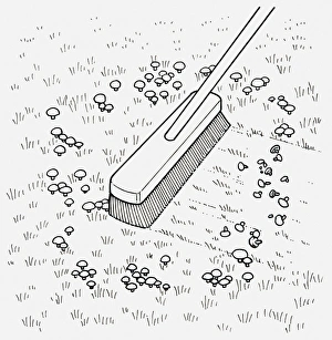 Black and white illustration of using broom to remove toadstools from lawn, close-up Black and white illustration of using broom to remove toadstools from lawn, close-up