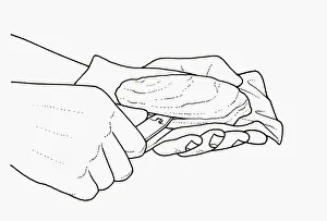 Black and white illustration using tin opener to open oyster shell opening Black and white illustration using tin opener to open oyster shell opening