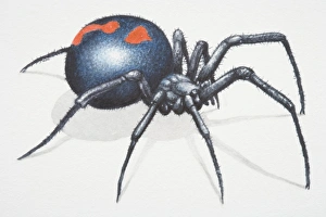 Black Widow Spider (Latrodectus spp.), large spider notorious for its neurotoxic venom Black Widow Spider (Latrodectus spp.), large spider notorious for its neurotoxic venom
