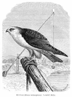Black-winged kite engraving 1892