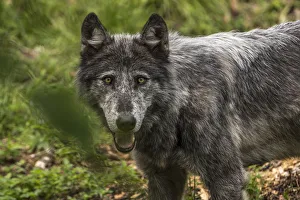 <b class=qtipBold><figcaption>Black Wolf</figcaption></b><br>A portrait of a gray coloured Black Wolf.<br><em>© COPYRIGHT 2016</em> Black Wolf