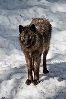 Black Wolves Gallery: Black Wolf In Winter