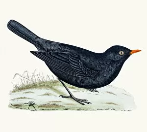 Related Images Gallery: Blackbird or True thrush