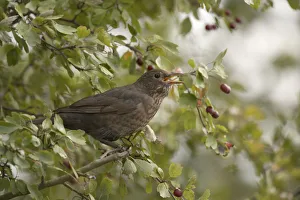 Blackbird (Turdus merula), female, sitting in hawthorn bush, feeding on fruits Blackbird (Turdus merula), female, sitting in hawthorn bush, feeding on fruits