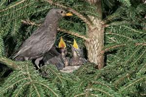 Blackbird -Turdus merula-, female perched on nest with nestlings, Untergroningen, Abtsgmuend, Baden-Wurttemberg
