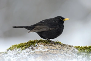 Blackbird -Turdus merula-, male, Bulgaria, Europe Blackbird -Turdus merula-, male, Bulgaria, Europe