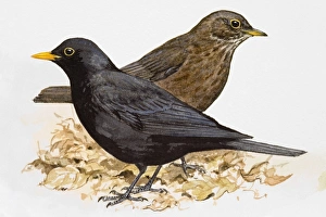 Blackbird (Turdus merula), male and female, side view Blackbird (Turdus merula), male and female, side view