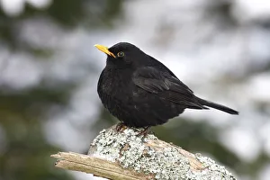 Blackbird -Turdus merula- male on a lichen-covered branch in winter Blackbird -Turdus merula- male on a lichen-covered branch in winter