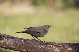 Blackbird -Turdus merula-, Tyrol, Austria Blackbird -Turdus merula-, Tyrol, Austria