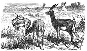 Blackbuck antelope (Strepsiceros cervicapra) Blackbuck antelope (Strepsiceros cervicapra)