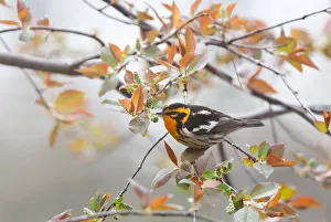 Blackburnian warbler (Setophaga fusca) male in spring Blackburnian warbler (Setophaga fusca) male in spring