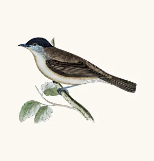 <b class=qtipBold><figcaption>Blackcap bird</figcaption></b><br>A photograph of an original hand-colored engraving from The History of British Birds by Morris published in 1853-1891.<br><em>© mashuk</em> Blackcap bird
