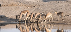 Blacked-faced Impala or Black-faced Impala -Aepyceros melampus petersi Blacked-faced Impala or Black-faced Impala -Aepyceros melampus petersi