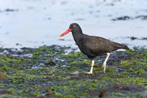 Blackish Oystercatcher -Haematopus ater-, Westpoint Island, Falkland Islands Blackish Oystercatcher -Haematopus ater-, Westpoint Island, Falkland Islands