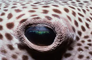 <b class=qtipBold><figcaption>Blackspotted Pufferfish Eye</figcaption></b><br>Jeff Rotman Underwater Photography, 6395-000098 Blackspotted Pufferfish Eye
