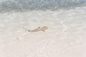 Blacktip Reef Shark -Carcharhinus melanopterus- in shallow water, Kurendhoo Island Blacktip Reef Shark -Carcharhinus melanopterus- in shallow water, Kurendhoo Island