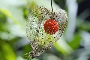 Bladder cherry, Chinese lantern -Physalis alkekengi franchetii Orange-, ripe fruit Bladder cherry, Chinese lantern -Physalis alkekengi franchetii Orange-, ripe fruit