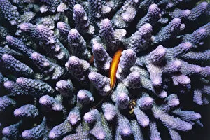 Images Dated 21st December 2004: Blenny Hiding in Coral