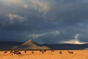 Images Dated 27th February 2006: Blesbok (Damiliscus dorcas phillipsi) Herd on Open Karoo Landscape