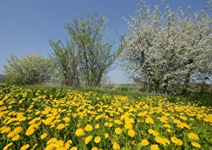 Blooming Dandelions -Taraxacum sect. Ruderalia- and flowering Blackthorn -Prunus spinosa-, Thuringia, Germany Blooming Dandelions -Taraxacum sect. Ruderalia- and flowering Blackthorn -Prunus spinosa-, Thuringia, Germany