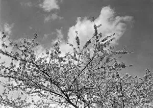 New Life Collection: Blooming tree, (B&W), low angle view