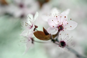 Blossom of the cherry plum -Prunus cerasifera-, North Rhine-Westphalia, Germany Blossom of the cherry plum -Prunus cerasifera-, North Rhine-Westphalia, Germany