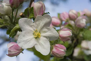 Blossom, Cultivated Apple -Malus domestica, Boskoop-, Thuringia, Germany Blossom, Cultivated Apple -Malus domestica, Boskoop-, Thuringia, Germany