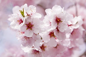 Blossoming Almond (Prunus dulcis) tree branch, Southern Wine Route, Southern Palatinate Blossoming Almond (Prunus dulcis) tree branch, Southern Wine Route, Southern Palatinate