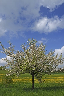 Blossoming Apple Tree -Malus domesticus-, dandelion meadow village of Pettensiedel at back, Pettensiedel, Igensdorf Blossoming Apple Tree -Malus domesticus-, dandelion meadow village of Pettensiedel at back, Pettensiedel, Igensdorf