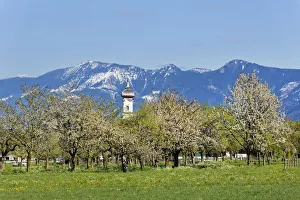 Blossoming apple trees, Church of St. Lawrence, Wiechs, Bad Feilnbach, Hochries mountain at the back, Upper Bavaria Blossoming apple trees, Church of St. Lawrence, Wiechs, Bad Feilnbach, Hochries mountain at the back, Upper Bavaria