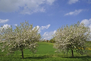 Two blossoming Apple Trees -Malus domesticus- on a meadow, Pettensiedel, Igensdorf, Upper Franconia, Bavaria, Germany Two blossoming Apple Trees -Malus domesticus- on a meadow, Pettensiedel, Igensdorf, Upper Franconia, Bavaria, Germany