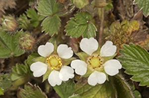 Blossoming Barren Strawberry -Potentilla sterilis-, Untergroningen, Abtsgmuend, Baden-Wurttemberg, Germany Blossoming Barren Strawberry -Potentilla sterilis-, Untergroningen, Abtsgmuend, Baden-Wurttemberg, Germany