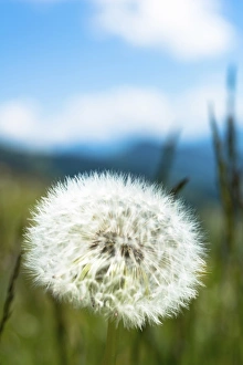 Blowball, seed head of a Dandelion -Taraxacum sp.- Blowball, seed head of a Dandelion -Taraxacum sp.-