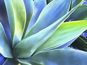 <b class=qtipBold><figcaption>Blue Agave Colours</figcaption></b><br>Stylized colors of Agave attenuata (fox tail agave).<br><em>© ©2011 Denise Taylor</em> Blue Agave Colours