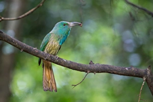 <b class=qtipBold><figcaption>Blue-bearded Bee-eater</figcaption></b><br>A Blue-bearded Bee-eater with fresh caught bee at Kaeng Krachan National Park, Thailand<br><em>© 2016 Phoo Chan</em> Blue-bearded Bee-eater