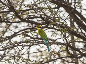 Blue-cheeked Bee-eater -Merops persicus- perched on a dry acacia tree, Etosha National Park Blue-cheeked Bee-eater -Merops persicus- perched on a dry acacia tree, Etosha National Park