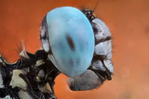 <b class=qtipBold><figcaption>Blue Cyan Eye</figcaption></b><br>Closeup Extreme of Blue Skimmer Dragonfly<br><em>© Donald Jusa</em> Blue Cyan Eye