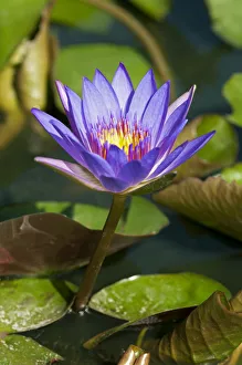 Blue Egyptian Water Lily or Sacred Blue Lily -Nymphaea caerulea-, Phnom Penh Blue Egyptian Water Lily or Sacred Blue Lily -Nymphaea caerulea-, Phnom Penh