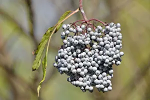 Blue Elderberry or Blue Elder -Sambuccus caerulea-, Coeur d'Alene National Forest Blue Elderberry or Blue Elder -Sambuccus caerulea-, Coeur d'Alene National Forest
