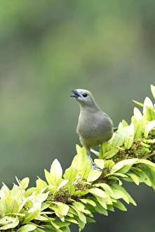 Blue-gray Tanager (Thraupis episcopus), Costa Rica Blue-gray Tanager (Thraupis episcopus), Costa Rica