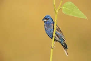 <b class=qtipBold><figcaption>Blue Grosbeak</figcaption></b><br>Blue grosbeak on a perch<br><em>© 2016 Phoo Chan</em> Blue Grosbeak