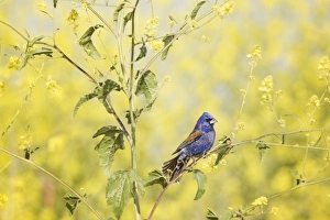 <b class=qtipBold><figcaption>Blue Grosbeak Perched</figcaption></b><br>Male Blue Grosbeak perched in wild mustard flowers at Bolsa Chica Ecological Reserve in Huntington Beach, California<br><em>© 2013 Susan Gary</em> Blue Grosbeak Perched
