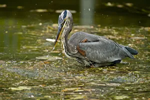 <b class=qtipBold><figcaption>Blue Heron</figcaption></b><br>Blue Heron fishing in a pond.<br><em>© copyright 2012</em> Blue Heron