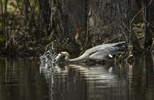 <b class=qtipBold><figcaption>Blue Heron Fishing</figcaption></b><br>A Blue Heron makes a splash as it tried to catch a fish.<br><em>© COPYRIGHT 2016</em> Blue Heron Fishing