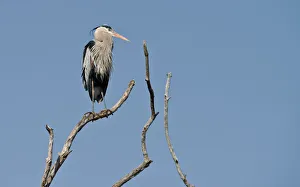 <b class=qtipBold><figcaption>Blue Heron On Tree</figcaption></b><br>A Blue Heron is standing on a bare branch of a tree top.<br><em>© copyright 2016</em> Blue Heron On Tree