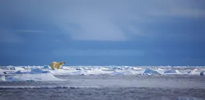<b class=qtipBold><figcaption>Blue Horizons</figcaption></b><br>A polar bear sniffs the air during a sunny day in the Svalbard Archipelago.<br><em>© 2012 Chase Dekker Wild-Life Images</em> Blue Horizons