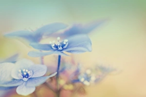<b class=qtipBold><figcaption>Blue Hydrangea In Garden Window</figcaption></b><br>Macro capture of the tiny flowers of a blue flowering hydrangea plant as seen in my kitchen's garden window.<br><em>© @ 2013 Susan Gary</em> Blue Hydrangea In Garden Window